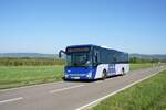 Bus Rheinland-Pfalz / Rhein-Nahe Nahverkehrsverbund (RNN): Iveco Crossway LE (MZ-I 1593) der INGmobil GmbH (Transdev GmbH), aufgenommen im September 2023 im Stadtgebiet von Gau-Algesheim, einer Stadt im Landkreis Mainz-Bingen in Rheinland-Pfalz.