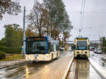 Baden. Ein Citaro K trifft am 13.09.2024 bei der Haltestelle  Baden Viadukt  auf die Badner Bahn.